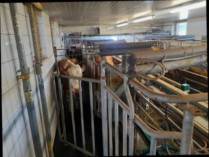 Bild 3:GEA Melkstand