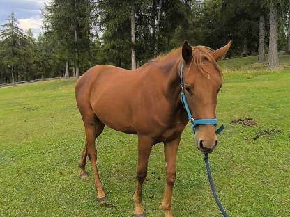 Quarter Horse Wallach