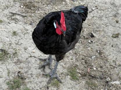 Bild 3:Reinrassige Hähne