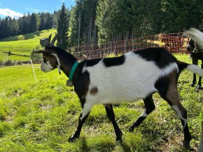 Bild 4:HB-fähiges Tauernschecken-Kitz