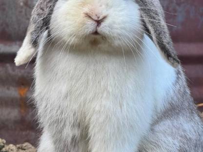 Bild 2:Minilop rammler