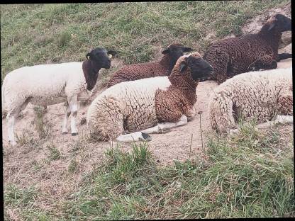 Merino Dorper Widder