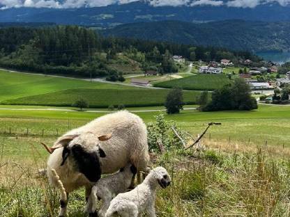 Bild 2:Schaf