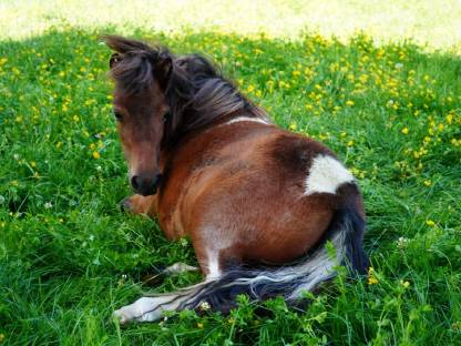 Bild 7:Minishetland Stute - Milli-Krug