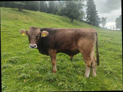 Original Braunvieh Stier