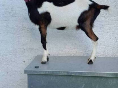 Bild 5:Tauernschecken Kitz HB