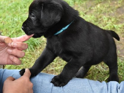 Labrador Welpe - Rüde