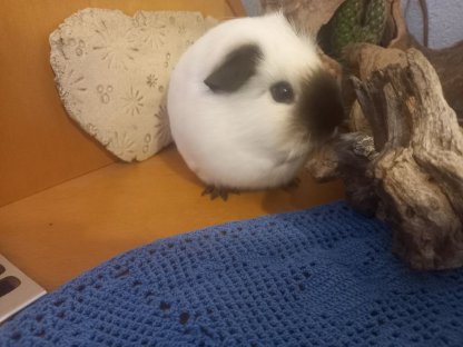 Bild 3:Meerschweinchen