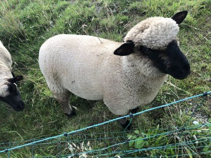 Shropshire Schaf männlich