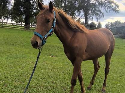 Bild 2:Quarter Horse Wallach