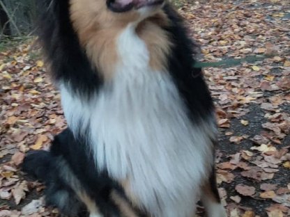 Bild 5:LanghaarcollieRüde–Der perfekt Partner für gesunde Hündinnen