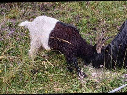 Verkaufe Walliser Schwarzhalsbockkitz