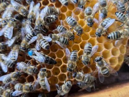 Carnica Königinnen Ableger für 2026