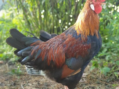 Bild 2:Altsteirer Junghähne