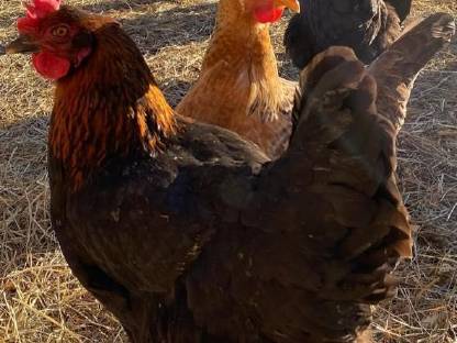 Bild 3:Olivleger-Bruteier