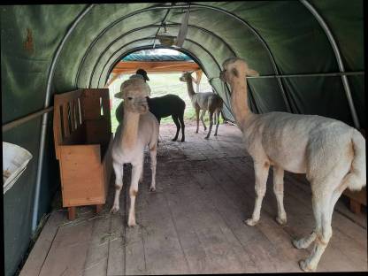 Bild 3:Alpakas