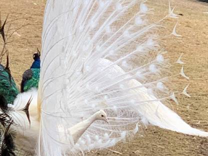 Bild 6:Pfaue / Fasane