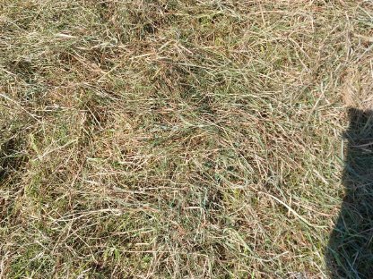 Bild 2:Heu von Divitätsfläche