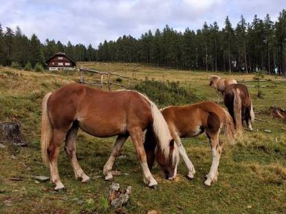 Bild 4:Noriker Fuchsstute