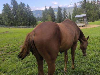 Bild 6:Quarter Horse Wallach