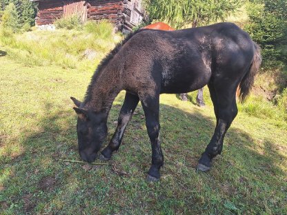 Bild 4:Noriker Hengstfohlen
