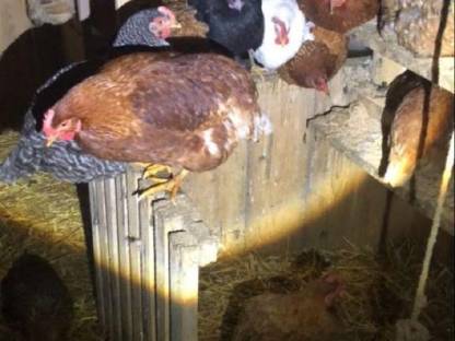 Bild 5:Bruteier Buntleger