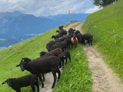 Jura Schafe
