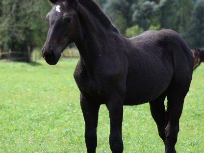 Bild 3:Bernarda Noriker Rapp Stutfohlen zu verkaufen