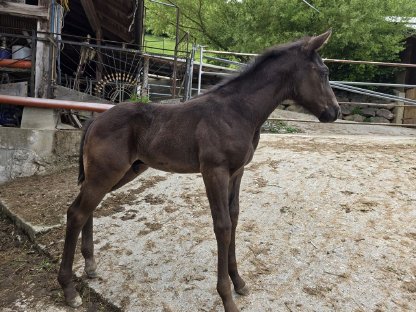 Bild 5:Quarter Horse Zuchtstute mit Hengstfohlen bei Fuß