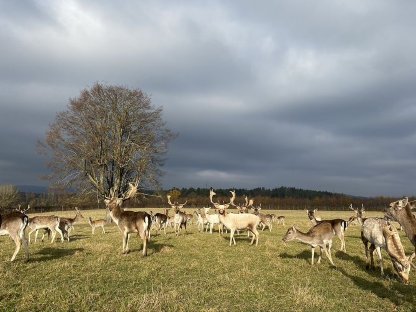 Bild 2:Damwild abzugeben in 95326 Kulmbach (auch große Stückzahl)