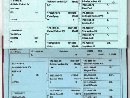 Bild 2:Noriker Fuchs Stute