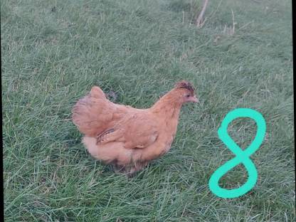 Bild 5:Zwergcochin Mix Hennen