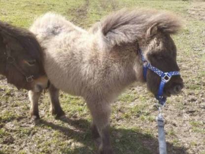 Bild 6:Minishetty Hengstfohlen