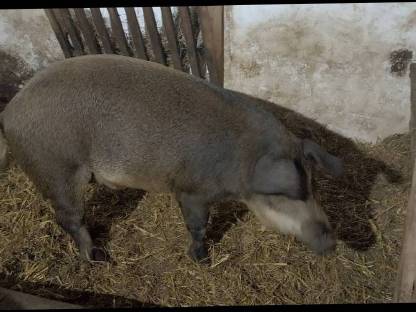 Bild 4:Fertig gemästeter Duroc-Mangalitza Kastrat