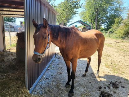 American Quarter Horse Stute