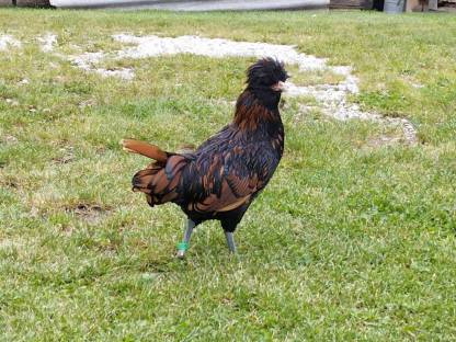 Bild 2:Zwerg-Paduaner-Hähne