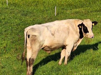 Holstein Zuchtstier