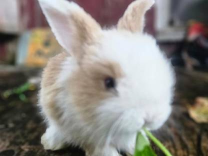 Bild 2:Zwerghase Miniloop Schlappohren Hängeohren