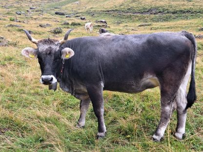 Tiroler Grauviehkalbin, trächtig