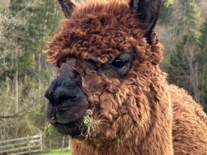 Bild 2:Alpaka-Wallach zu verkaufen