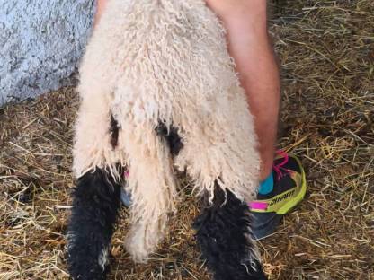 Bild 8:Walliser Schwarznasen Widderlämmer Bio