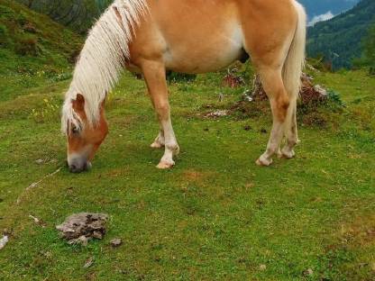 1 1/2-jähriger Haflinger Wallach