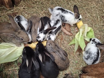 Bild 3:Kaninchen, Fleischhasen/Schlachthasen