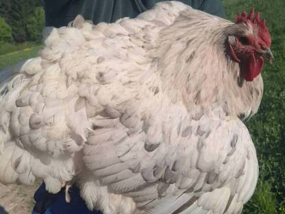 Bild 4:Orpington Küken Bruteier GSG, blau gesäumt, schwarz, splash