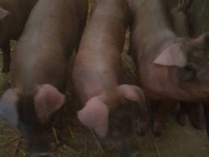 4 Stk. reinrassige Duroc Ferkel