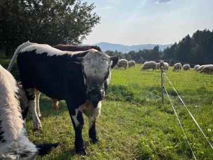 Bild 3:Pustertaler Sprinzen Jungstier
