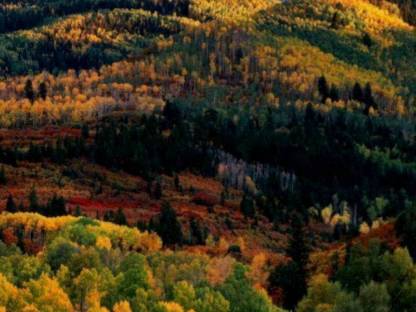 Bild 5:Waldgrundstück