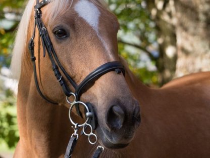 Bild 2:Ungarischer Halbblutwallach