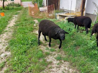 Verkaufe Jura Mischling Schafbock