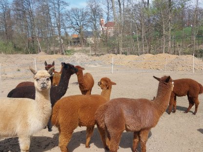 Bild 2:Alpaka-Stute Alpakastute